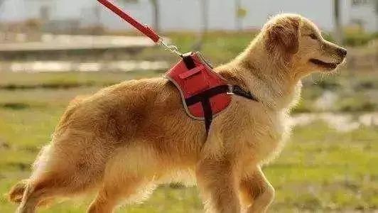 主人30秒让犟狗服软——驯狗小技巧大揭秘