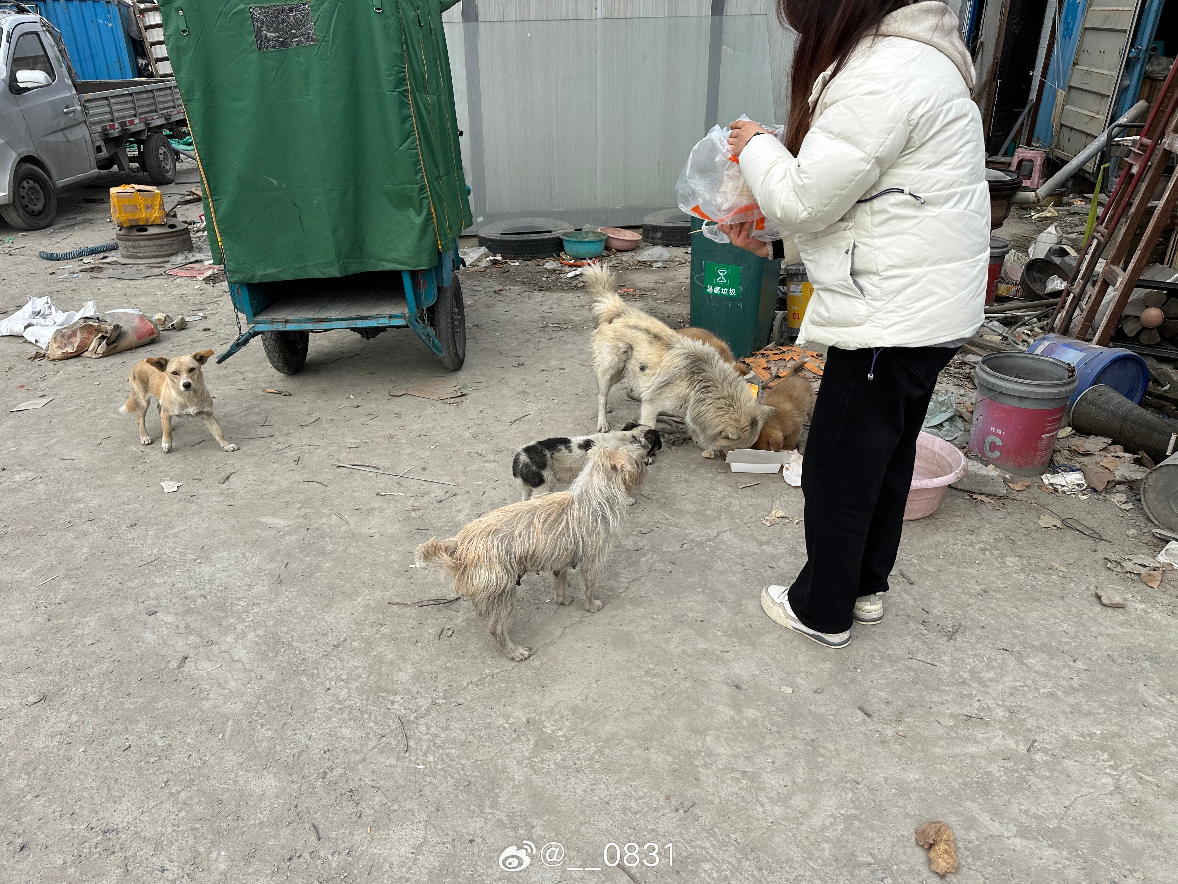 摊主投喂流浪狗后营业额翻倍，爱心与商业的奇妙交融