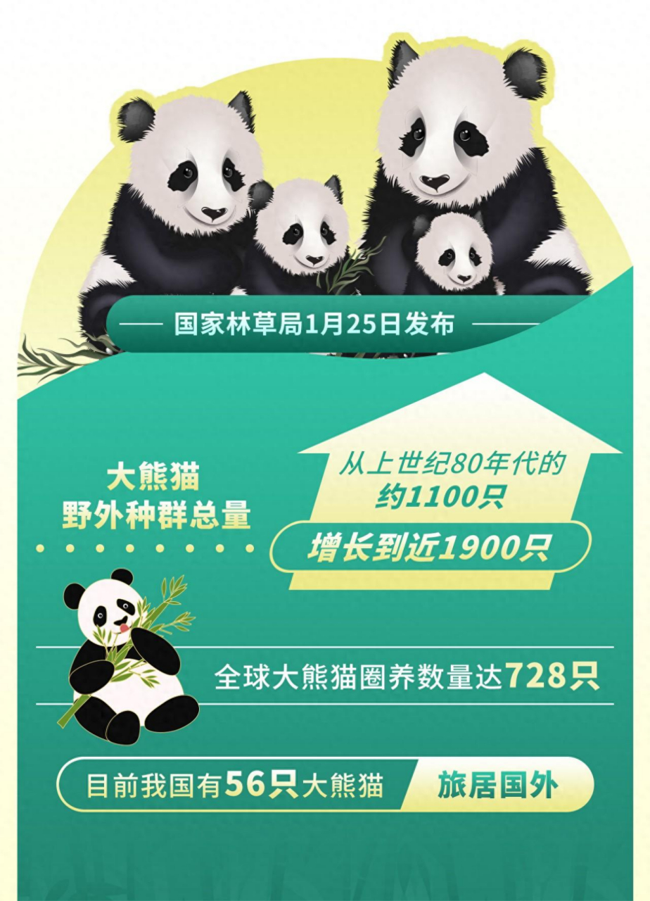 大熊猫捐赠管理办法，守护国宝熊猫的爱心之道