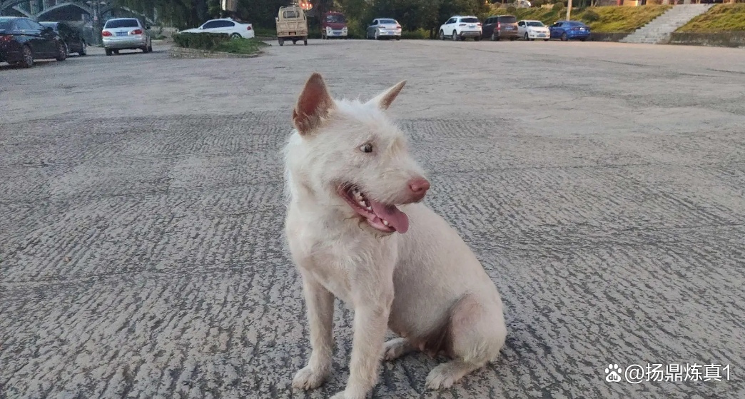 中国下司犬外网爆火，被称为中国狗王