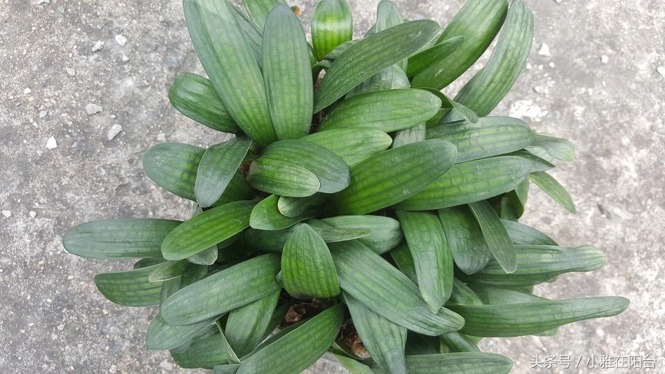 花生壳花钱吗？——深度解析网络热门话题