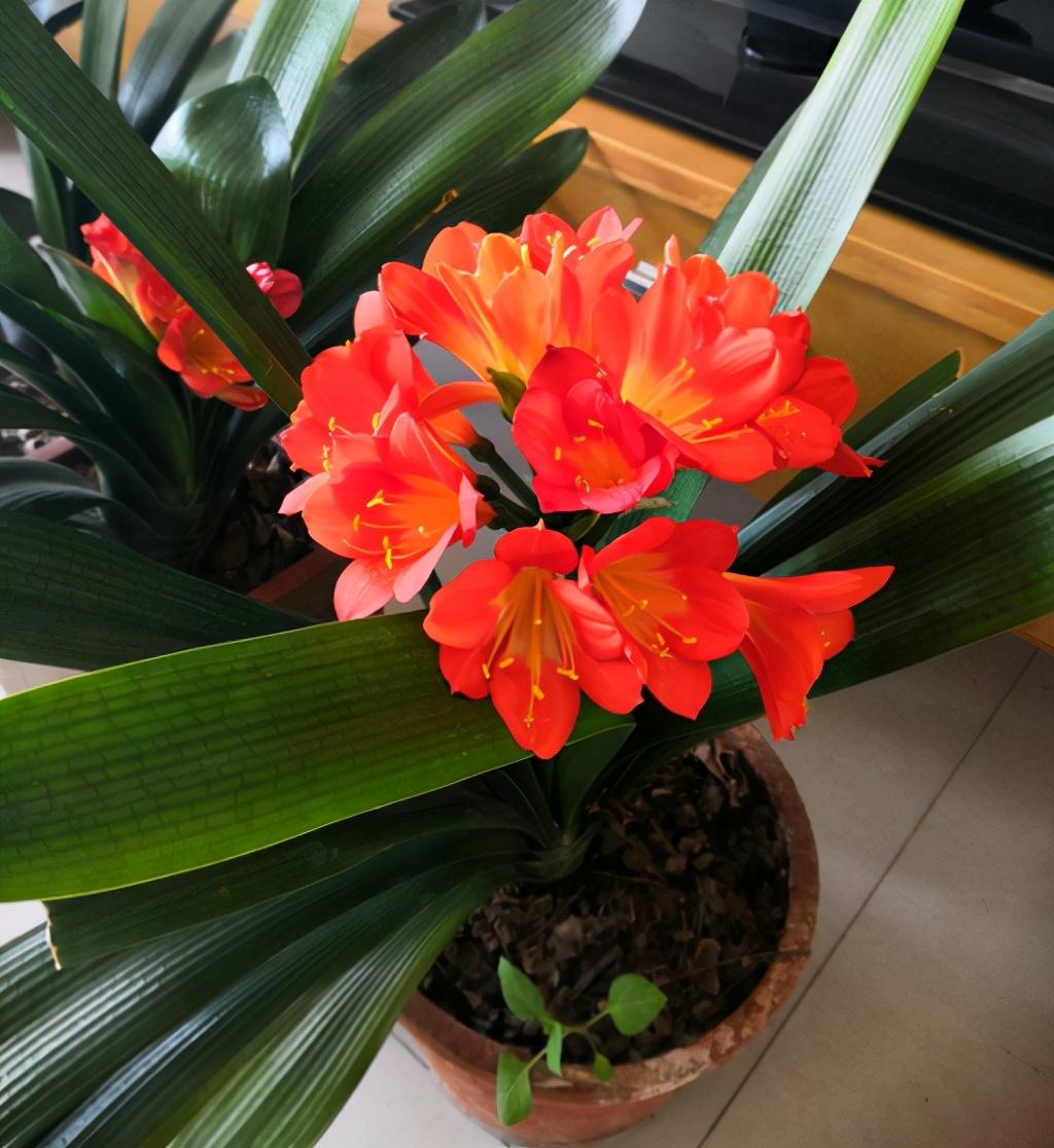 花生壳花钱吗？——深度解析网络热门话题
