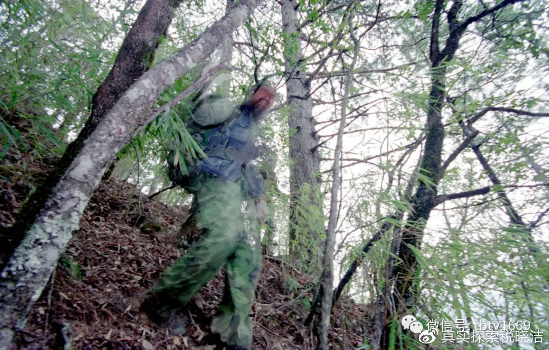 湖北神农架景区急招野人——探寻神秘之旅的呼唤