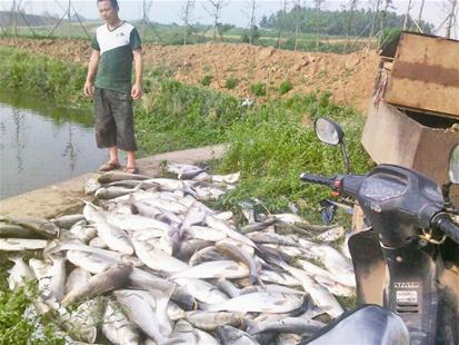 打氧机断电一车鱼死亡，鱼主怒砸水箱事件深度解析